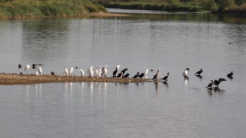 Flying bird enjoy at pond side