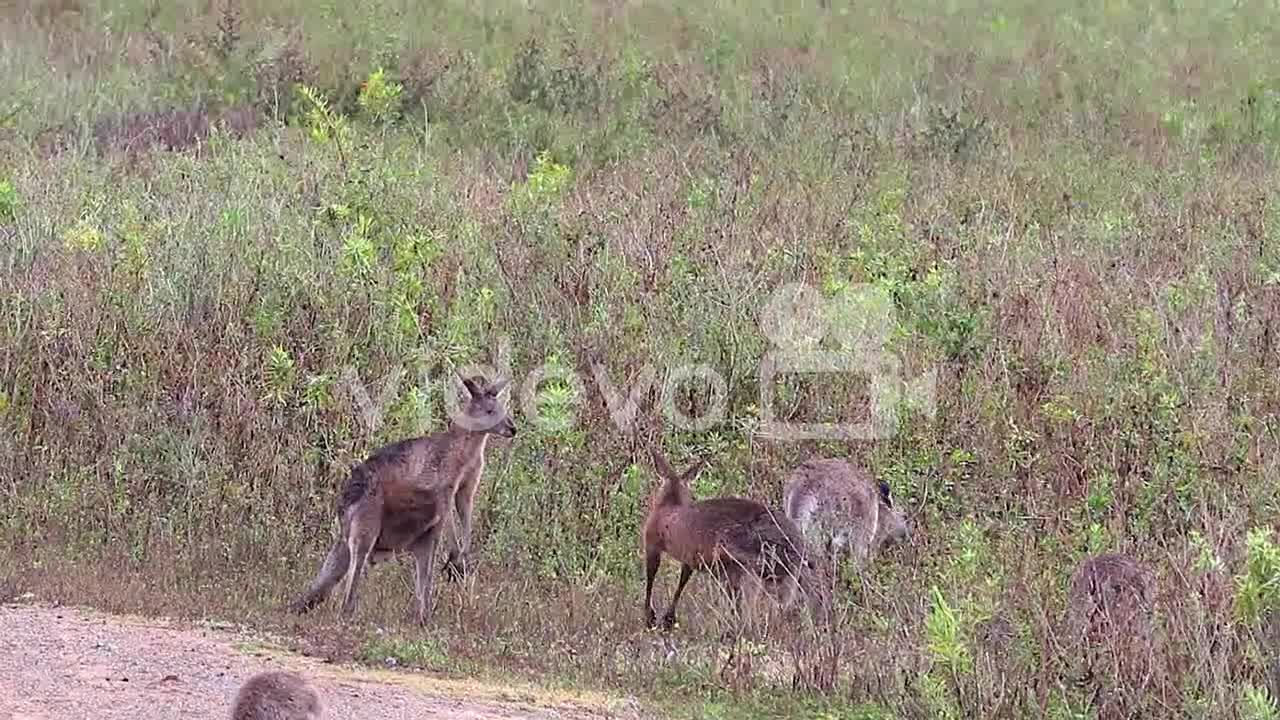 Kangaroos engage in a boxing match fighting along a dirt road in Australia 3