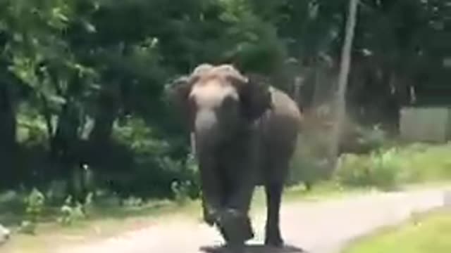 Elephant attacking a car at nagarahole tiger reserve