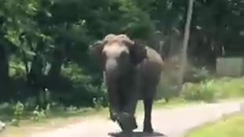 Elephant attacking a car at nagarahole tiger reserve