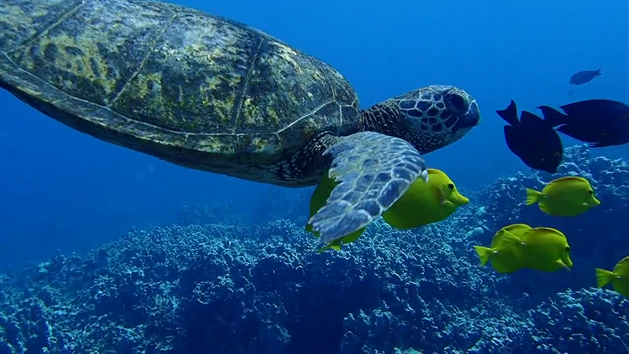 giant turtle fascinated the scuba diver