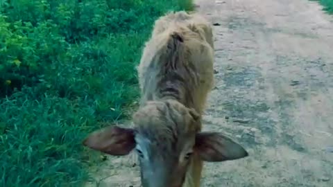 Young buffalo walking style