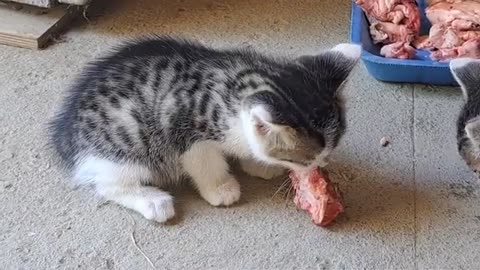 Little Kittens eat Meat 🥰 These kittens are beautiful.