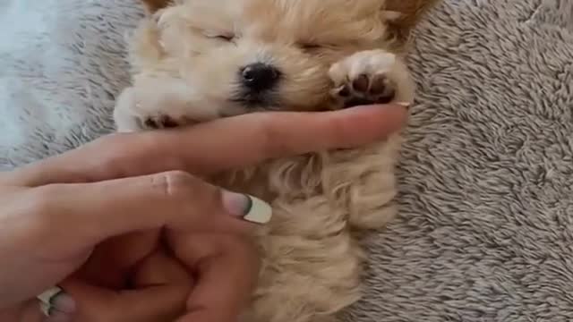 Cute Puppy Sleeping 😃😃😃😃 Puppy Fall Asleep Everywhere 🤣🤣🤣🤣