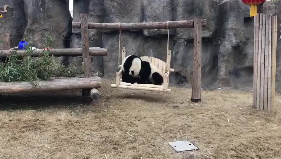 The little bully panda