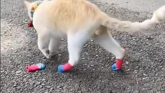The kitten's feathers are as white as snow