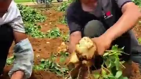 Harvesting time, Jicama farm! #farming