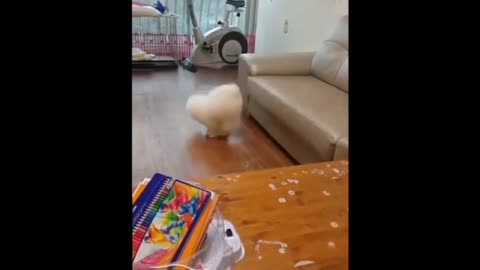 Amazing dog video