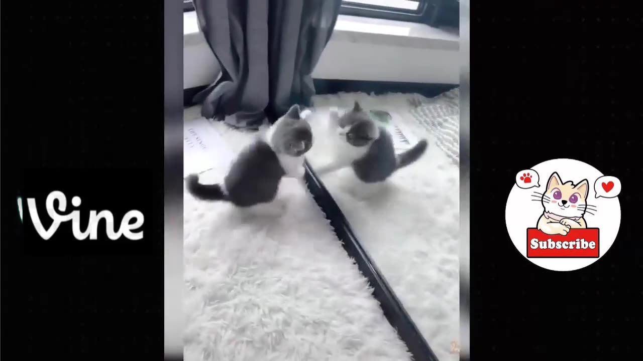 Best Funny Animal Videos Of The 2023 π€£ - Funniest Cats And Dogs Videos πΊπππΆ Funny cat & dog videos π
