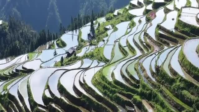 terraced fields