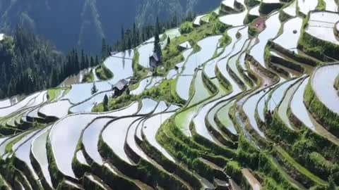 terraced fields