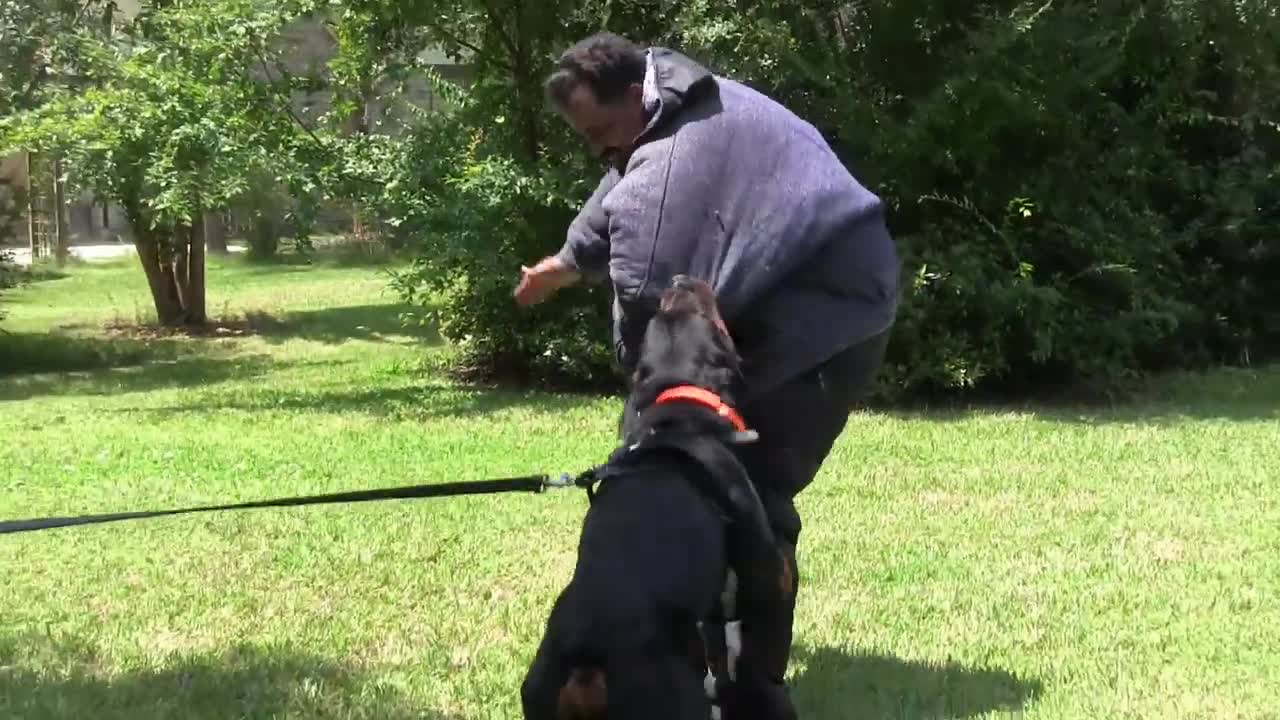 Guard DogsTraining Step by Step!