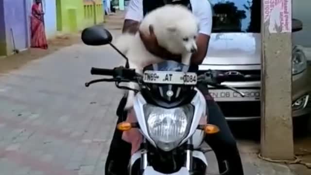 Tik Tok on all cute and talented dog 🐕 | funny video