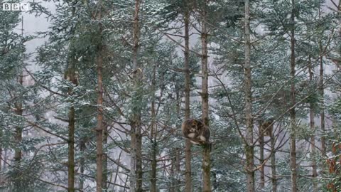 Snow Monkey Families In Battle | Seven Worlds, One Planet | BBC Earth