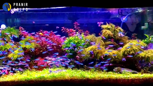 অ্যাকুরিয়াম মাছের দাম 🐠 Aquarium Fish Price in Bangladesh | aquarium fish price | PRANIR GOLPO