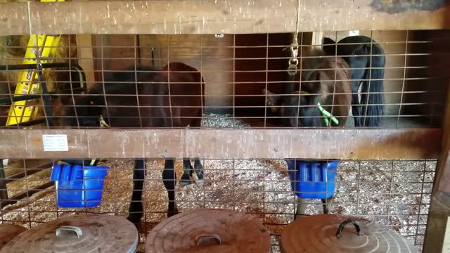 Foals that love their food