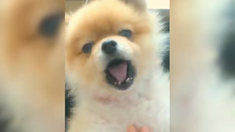 Pomeranian seems to have something to say, keeps thinking about it