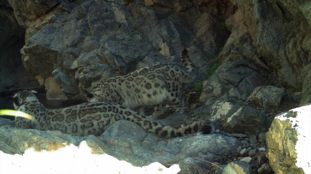 Snow Leopard Mother Anu & Cub Getting a Drink