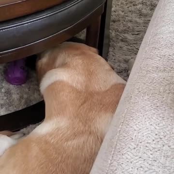 Dog Hates it When Disturbed During Sleeping #Shorts | Funny Dog Video