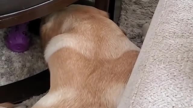 Dog Hates it When Disturbed During Sleeping #Shorts | Funny Dog Video