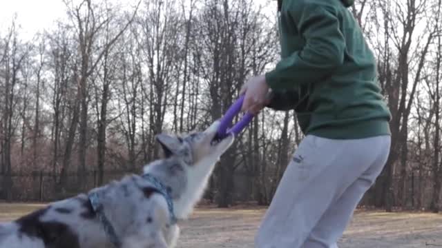 Dog Jumping on Woman's Back