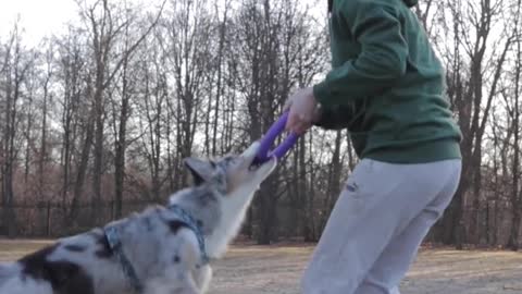 Dog Jumping on Woman's Back