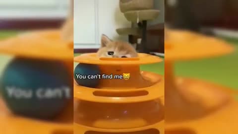 cats meme campilation 😸😹