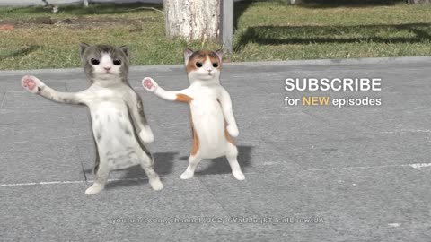 Cat dance