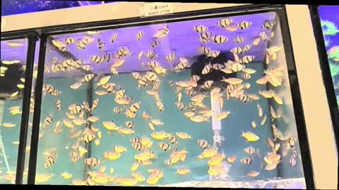 Fish,#aquariumfish