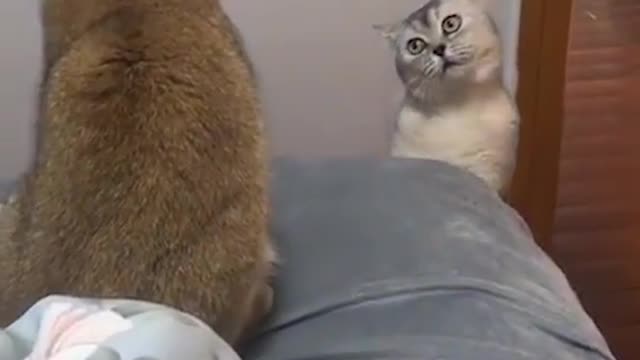 funny cat play