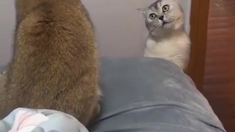 funny cat play