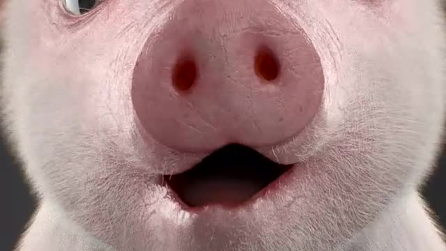 Cute Little Pig 2