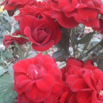Bouquet of red roses