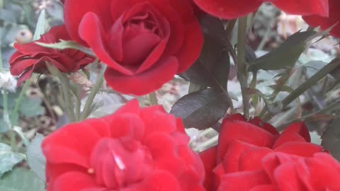 Bouquet of red roses