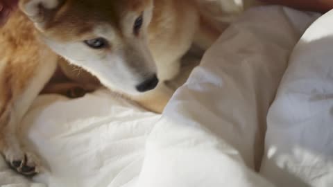 Cute hungry dog is eating by owner hand