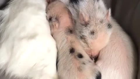 Mummy Cat Hugs Piglets