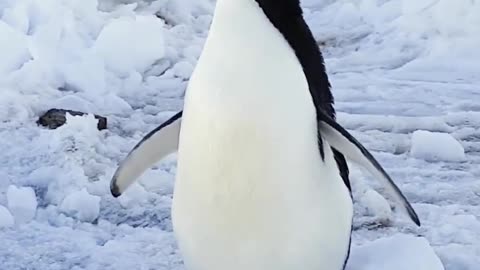 What a cute penguin!