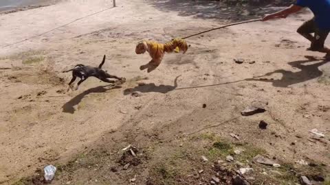 amazing Nice Prank! Fake Tiger Prank Dog Run Funny Action 2021