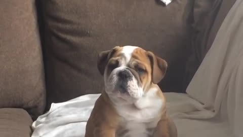 Strange noises make bulldog puppy do adorable head-tilts