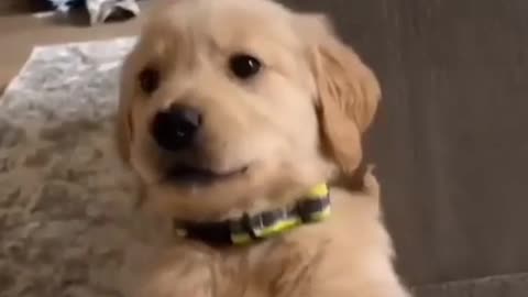 Cute Puppy Barking _Dog Sound || Funny Video