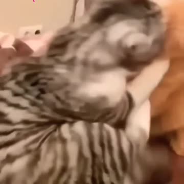 Cat and kittycat video