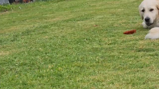 Golden retriever plays with her food