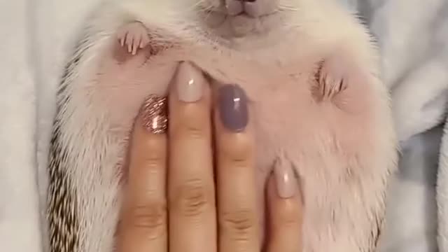 Hedgehog Bellyrubs (Part 1)