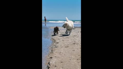 Big dog rescues friend struggling to swim upstream