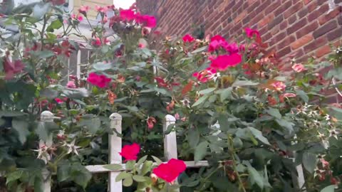 Flowers garden in the nice house