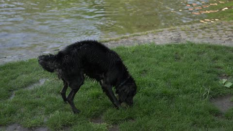 La vision du chien