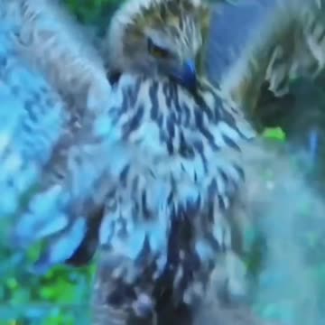 Dangerous mu.my who saves