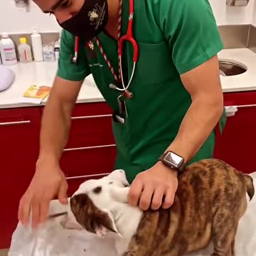 A vet making vaccinations easy and exciting.