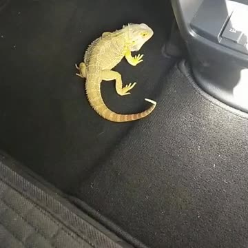 Bearded Dragon in car