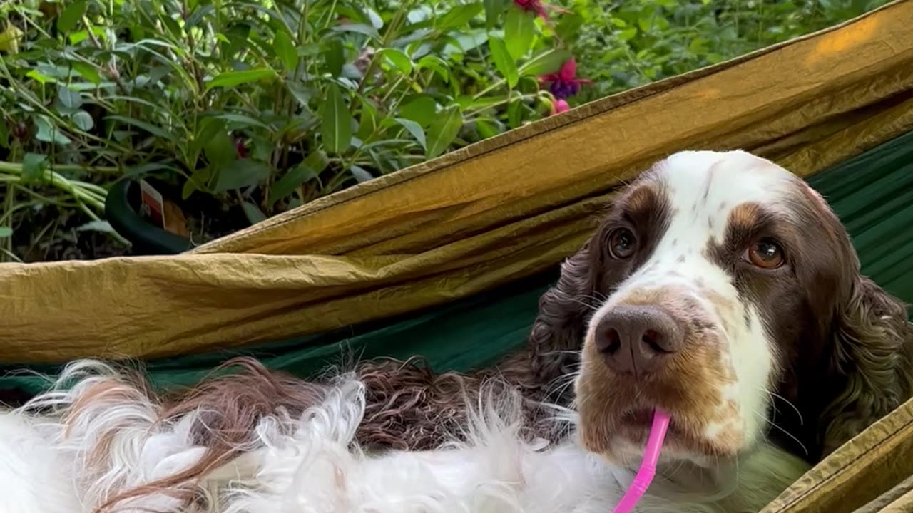 Spaniel Spends Afternoon Relaxing On Swinging Hammock